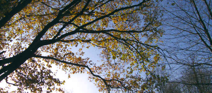 The Countryside Leader Award